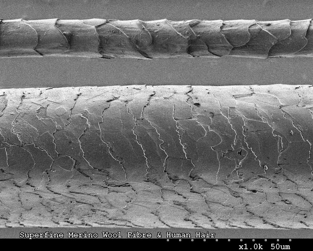 Scanning electron microscope image of a fine Merino wool fibre above a thicker human hair